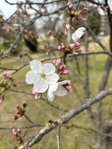 桜🌸