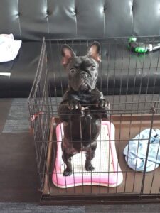 ベニちゃん🐶
