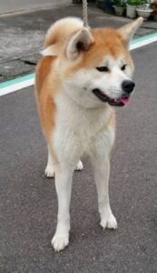 秋田犬🐕