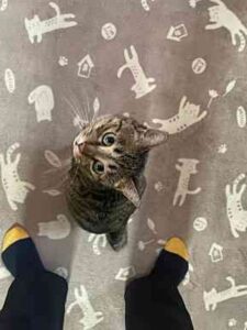 (=^・^=)