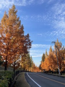 紅葉🍂